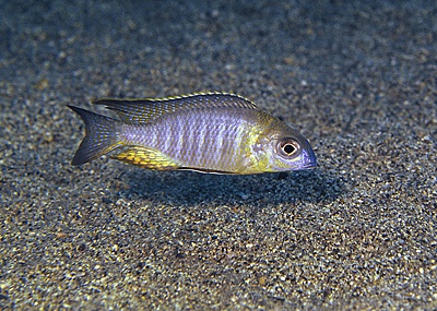 Lethrinops sp. 'nyassae' Msisi